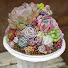 1LEdZ35AyhE-channel-avatar-多肉農家Lier.succulentガーデニングちゃんねる