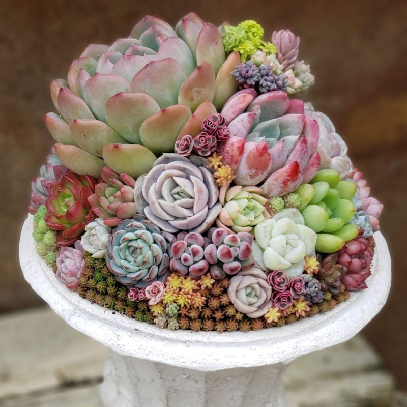 多肉農家Lier.succulentガーデニングちゃんねるのサムネイル