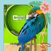 Chirp & Chill
