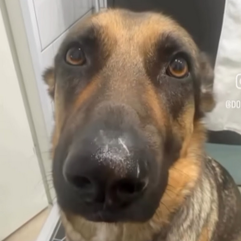 whining dog daily