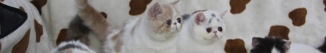 Prabu Cattery Jual Kucing Persia YouTube channel avatar