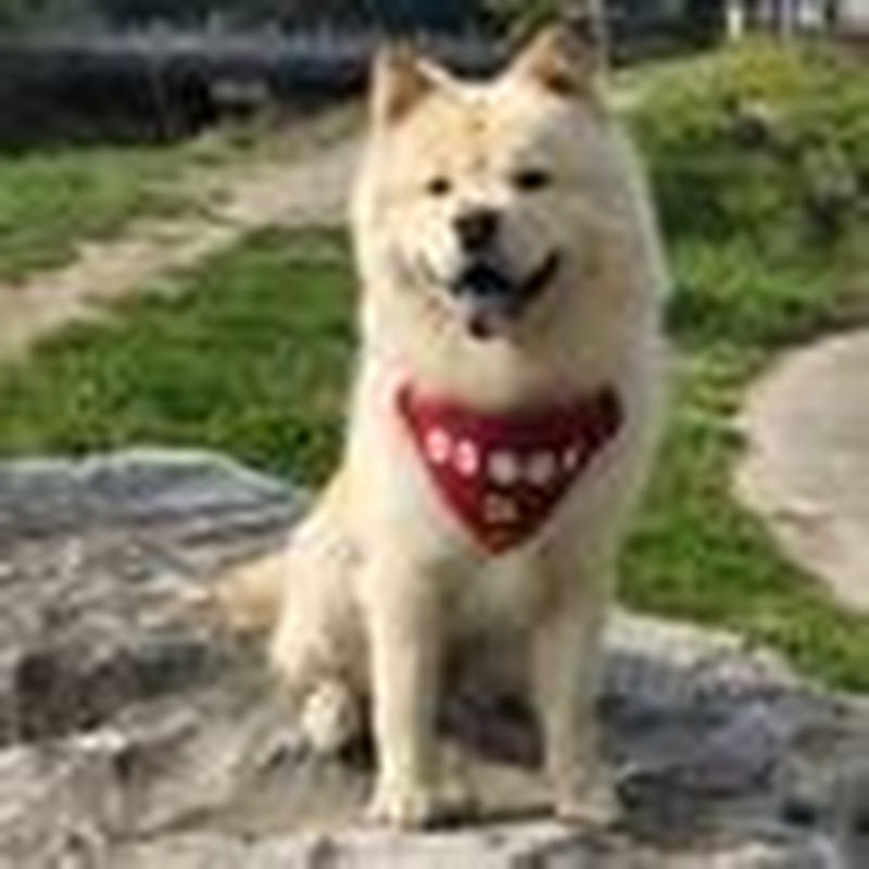 土松犬坦克犬舍田园犬全品类