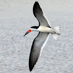 San Diego Field Ornithologists - SDFO