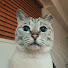 KuBtupbYsmo-channel-avatar-コンちゃん先生のマノラマな日々