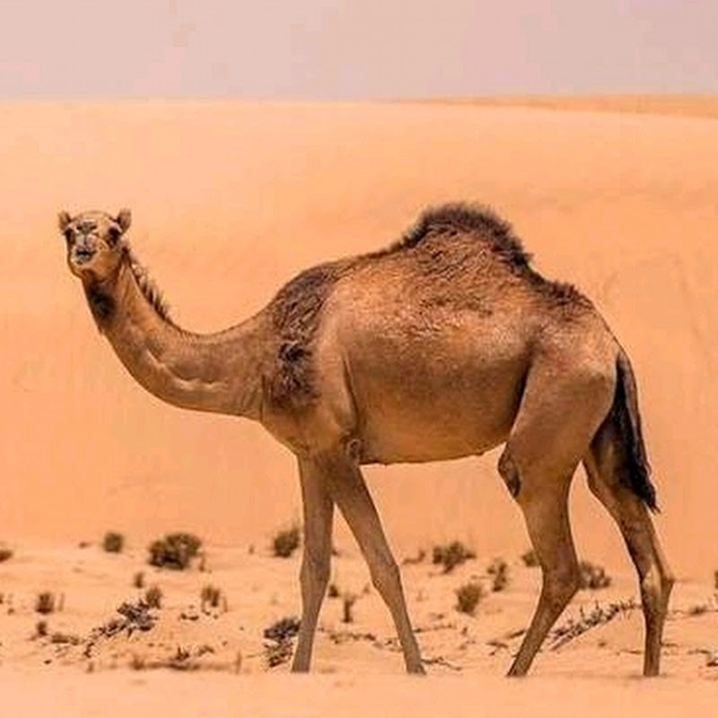 camel's Life desert 