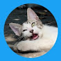Meow Around Avatar