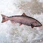 Salmonazo