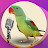 Talking Alexandrine Parrot