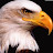 @Bald-eagle-tribe