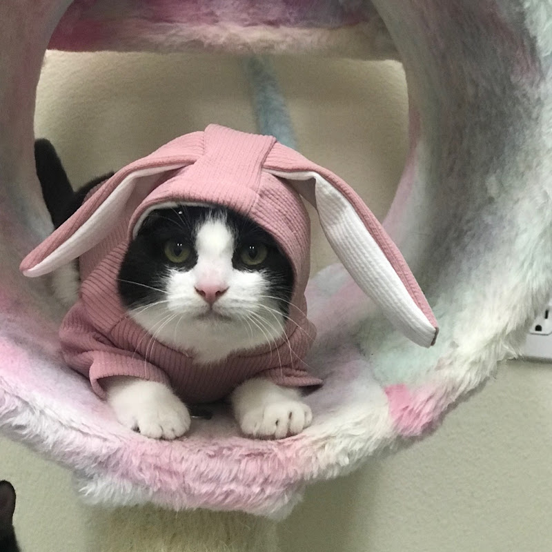 AdoptAACC