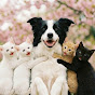 Border Collie And Kittens Tales Avatar