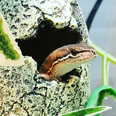 まっつーのカナヘビレッジ