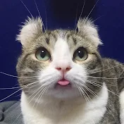 Cat curlySnow