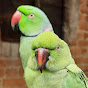 Being Parakeet logo