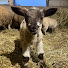 yPtoZhUn2fU-channel-avatar-EDDY éleveur de moutons 🐑