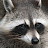 @UnknownRaccoon.