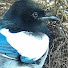 J3tNbNjVHXY-channel-avatar-pica pica life
