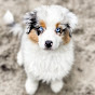 Australian Shepherd Puppies and Dogs logo