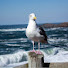 _DoaSfoY0rk-channel-avatar-Ocean Guy