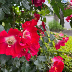 ポテナゲアイコン画像