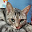 @cat-hoochu