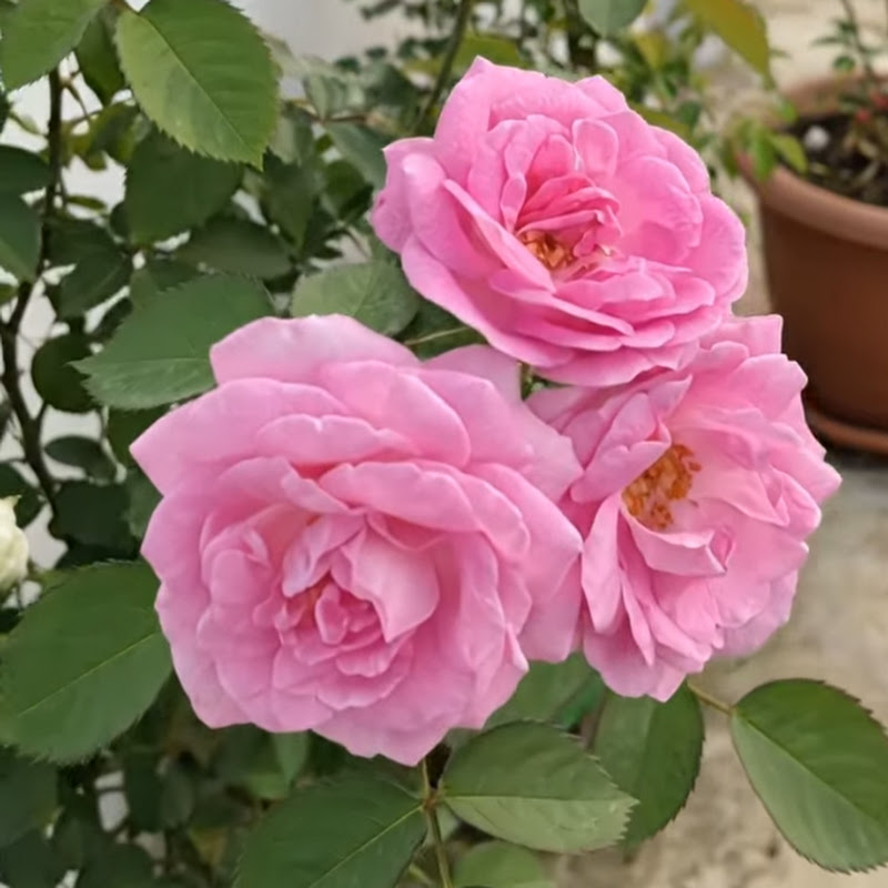 Garden and Aquarium Love