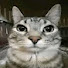 yO0ibSaciag-channel-avatar-SmurDaGoat