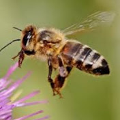 أسرار عالم النحل (Tony Soud)