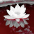 XFrMvY4o1T4-channel-avatar-Keyth Vieira