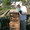 What could Japanese natural beekeeping buy with $33.52 million?