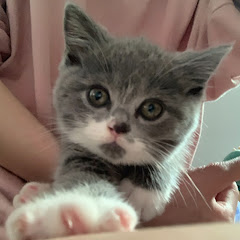 貓音樂 Cat Musicアイコン画像