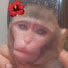 poOF9Vm2Vwk-channel-avatar-monkeycoco
