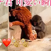 Punch baby monkey🐒