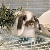 こじらせウサ子の彩り日和