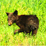 0tRmZI6IMu4-channel-avatar-XiongBear
