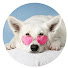 opvxts7S3Wg-channel-avatar-SAVVY DOG