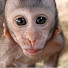 JwxqZ4wzr2s-channel-avatar-I Monkey