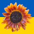o_-cYVYwkhA-channel-avatar-UApasika