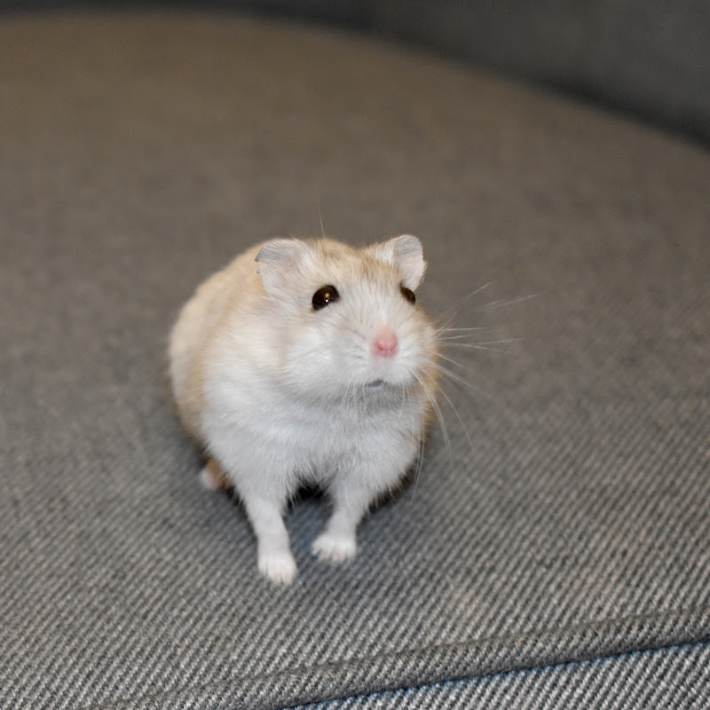 hamsterhev