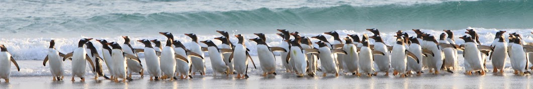 Penguins International Avatar de chaîne YouTube