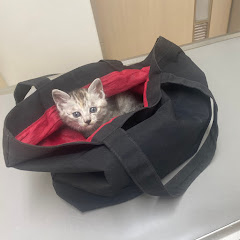 虎崎(ざっきぃ)