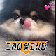 그견이알고싶다