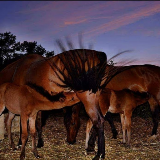 CAMPO Y LIBERTAD