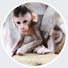 3sVdXUXqfBA-channel-avatar-We Love Monkey