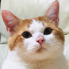 超猫パンチアイコン画像