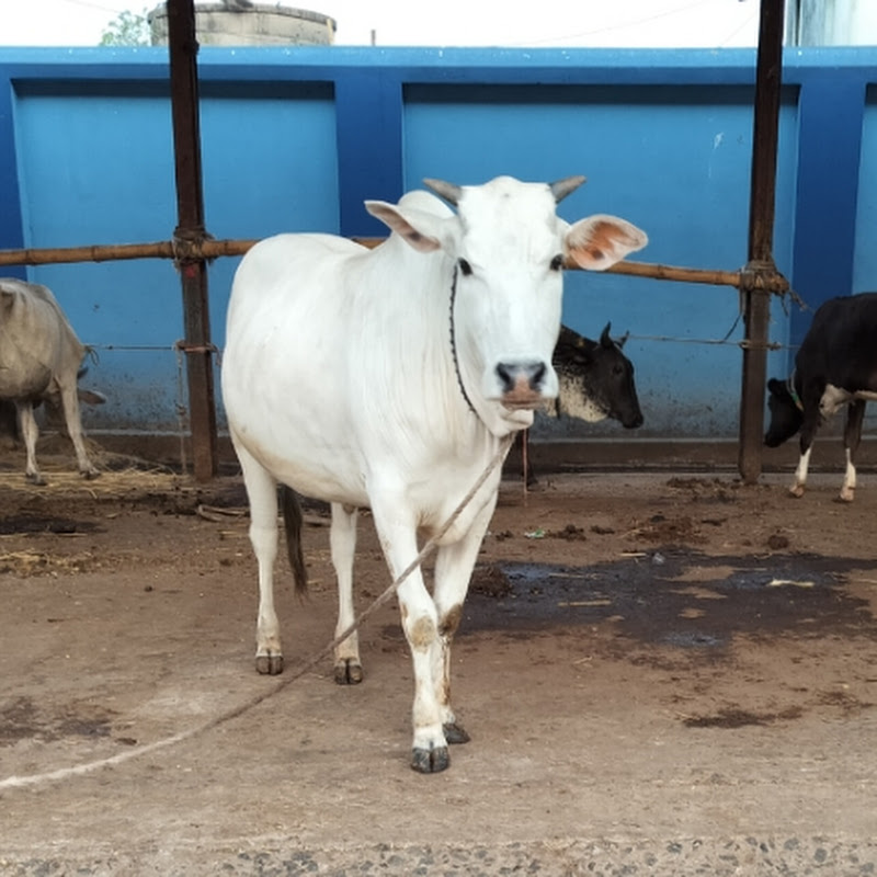 Kolkata Dangerous Cow