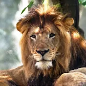 Wild Life of Africa