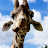 Girafen