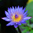 @NymphaeaCaerulea33