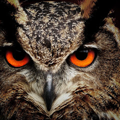 The Animal World 